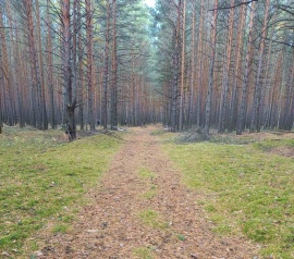 Прирезка лесных участков Кадастровые работы в Нижнем Новгороде